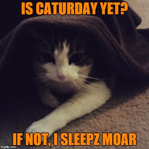 SleepyKat | image tagged in lolcats | made w/ Imgflip meme maker