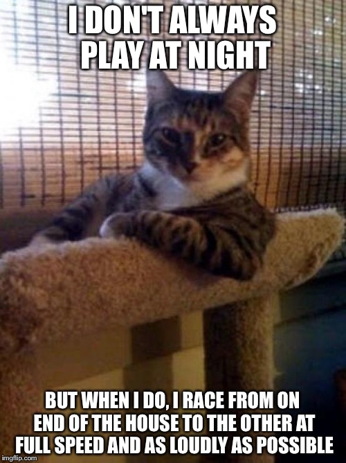 The Most Interesting Cat In The World | I DON'T ALWAYS PLAY AT NIGHT BUT WHEN I DO, I RACE FROM ON END OF THE HOUSE TO THE OTHER AT FULL SPEED AND AS LOUDLY AS POSSIBLE | image tagged in memes,the most interesting cat in the world | made w/ Imgflip meme maker