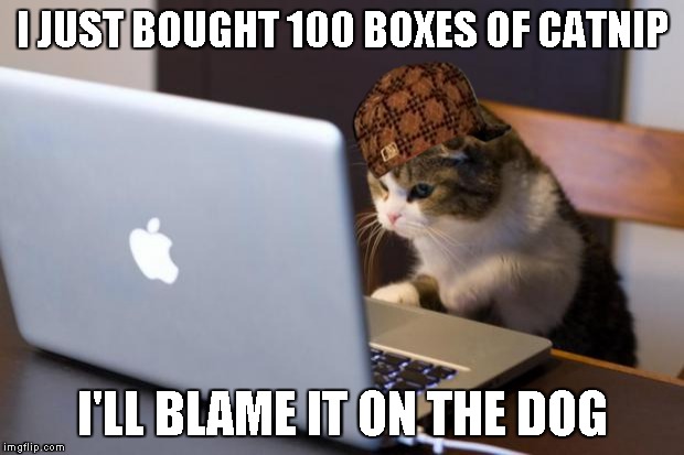 Cat using computer | I JUST BOUGHT 100 BOXES OF CATNIP I'LL BLAME IT ON THE DOG | image tagged in cat using computer,scumbag | made w/ Imgflip meme maker