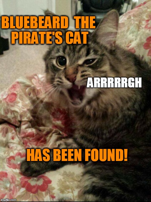 Angry Cat | BLUEBEARD  THE PIRATE'S CAT HAS BEEN FOUND! ARRRRRGH | image tagged in angry cat | made w/ Imgflip meme maker