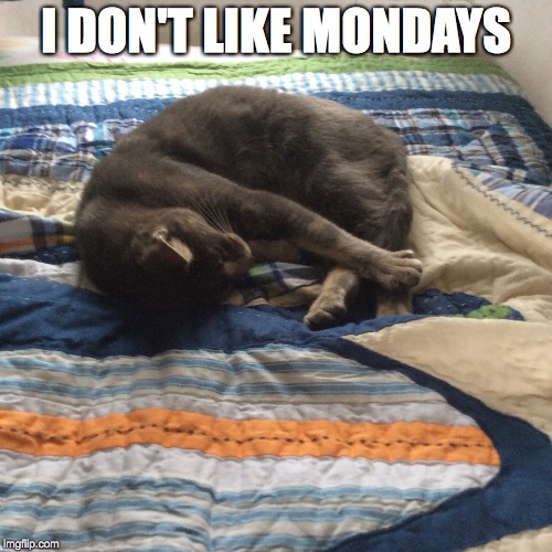 I Don't Like Monday | I DON'T LIKE MONDAYS | image tagged in cats,sleepy cat | made w/ Imgflip meme maker