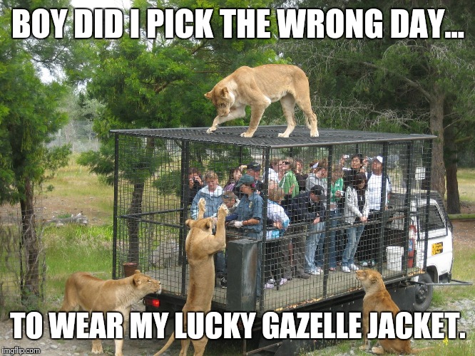 Lion cage people | BOY DID I PICK THE WRONG DAY... TO WEAR MY LUCKY GAZELLE JACKET. | image tagged in lion cage people | made w/ Imgflip meme maker