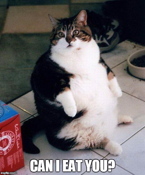 Can I Eat You? | image tagged in cat,fat,eat | made w/ Imgflip meme maker