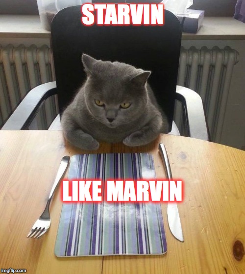 HUNGRY CAT | STARVIN LIKE MARVIN | image tagged in hungry cat | made w/ Imgflip meme maker