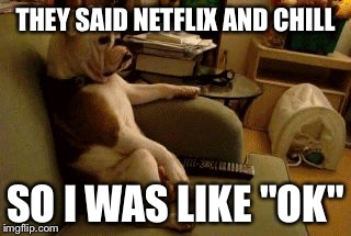 Dog watching tv | THEY SAID NETFLIX AND CHILL SO I WAS LIKE "OK" | image tagged in dog watching tv | made w/ Imgflip meme maker