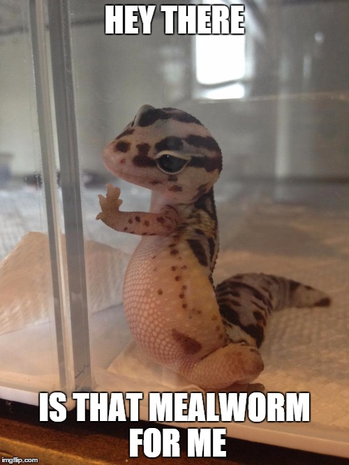 Photogenic Lizard  | HEY THERE IS THAT MEALWORM FOR ME | image tagged in photogenic lizard | made w/ Imgflip meme maker