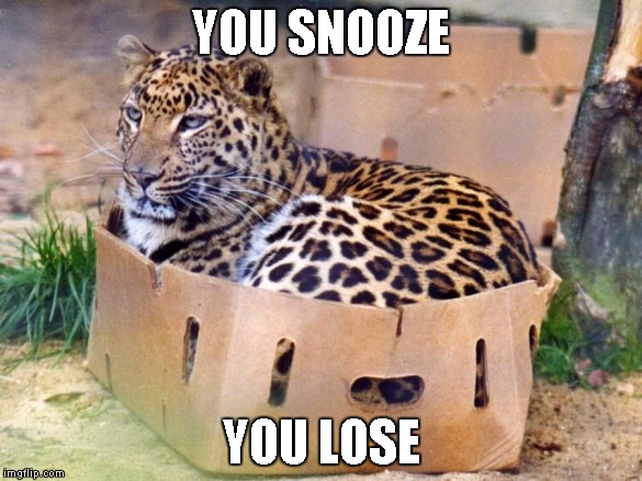 YOU SNOOZE YOU LOSE | image tagged in leopard in a box | made w/ Imgflip meme maker