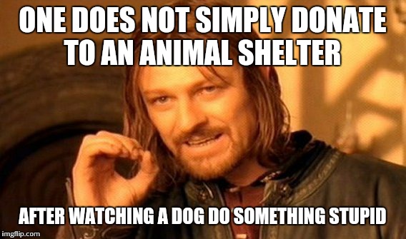 One Does Not Simply | ONE DOES NOT SIMPLY DONATE TO AN ANIMAL SHELTER AFTER WATCHING A DOG DO SOMETHING STUPID | image tagged in memes,one does not simply | made w/ Imgflip meme maker