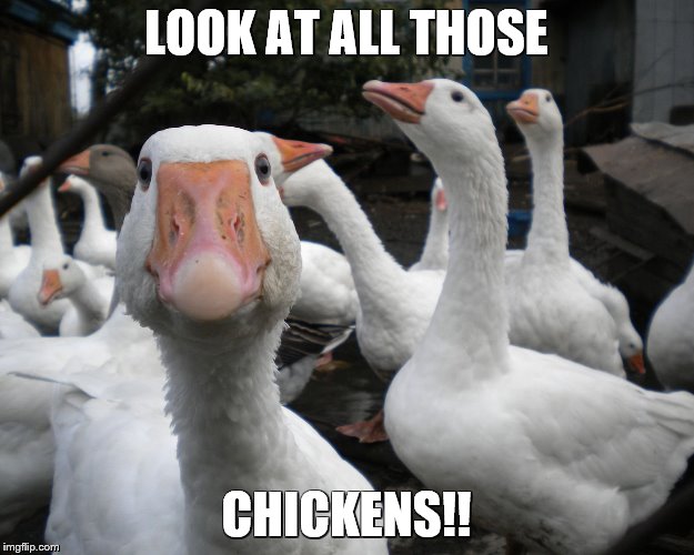 chickens | LOOK AT ALL THOSE CHICKENS!! | image tagged in chickens | made w/ Imgflip meme maker