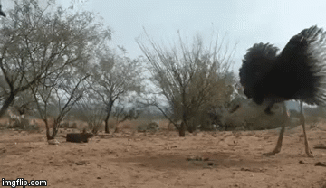 rs81x.gif