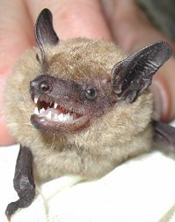 sgran bat 2 Blank Meme Template