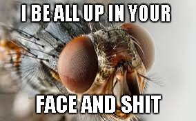 I BE ALL UP IN YOUR FACE AND SHIT | image tagged in fly face | made w/ Imgflip meme maker