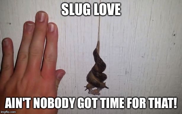 Slug love | SLUG LOVE AIN'T NOBODY GOT TIME FOR THAT! | image tagged in slug love,love,slug life,aint nobody got time for that | made w/ Imgflip meme maker