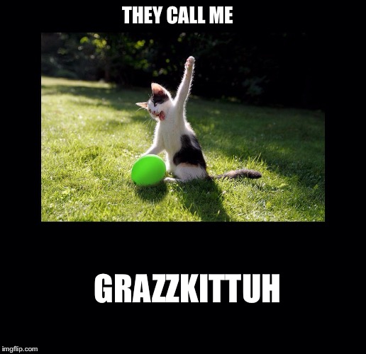 Cat Fu | THEY CALL ME GRAZZKITTUH | image tagged in cat,kung fu | made w/ Imgflip meme maker