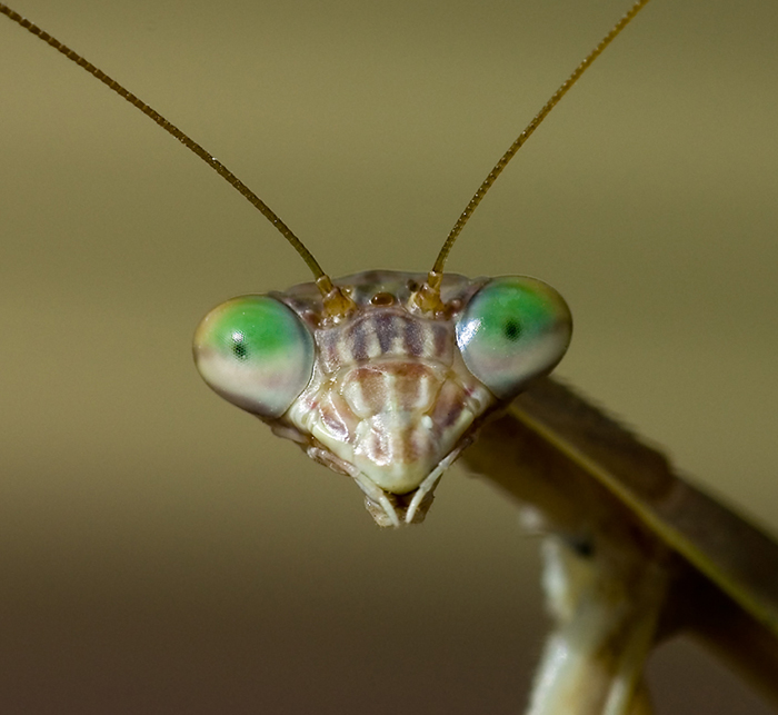 High Quality Praying Mantis Head Blank Meme Template