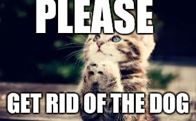 prayer | PLEASE GET RID OF THE DOG | image tagged in prayer | made w/ Imgflip meme maker