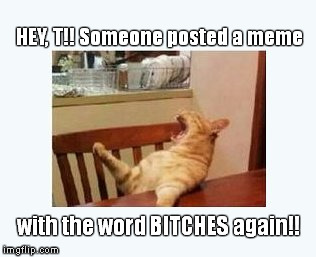 Hey T! | HEY, T!! Someone posted a meme with the word B**CHES again!! | image tagged in cat | made w/ Imgflip meme maker