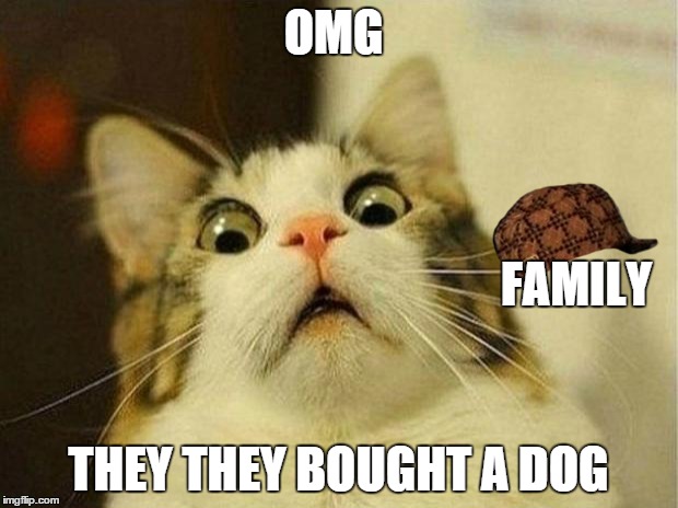 Scared Cat | OMG THEY THEY BOUGHT A DOG FAMILY | image tagged in memes,scared cat,scumbag | made w/ Imgflip meme maker