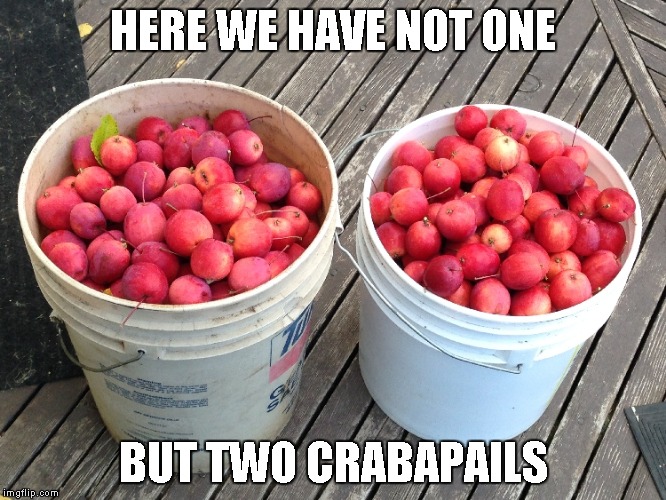 HERE WE HAVE NOT ONE BUT TWO CRABAPAILS | image tagged in apples,pails,garden | made w/ Imgflip meme maker