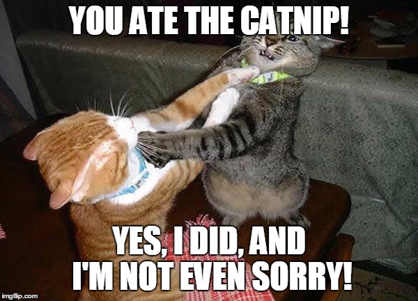 Two cats fighting for real | YOU ATE THE CATNIP! YES, I DID, AND I'M NOT EVEN SORRY! | image tagged in two cats fighting for real | made w/ Imgflip meme maker