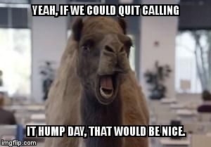 Hump Day Camel | YEAH, IF WE COULD QUIT CALLING  IT HUMP DAY, THAT WOULD BE NICE. | image tagged in hump day camel | made w/ Imgflip meme maker
