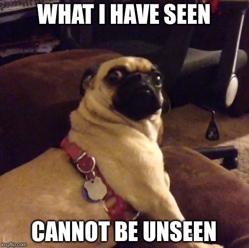 WHAT I HAVE SEEN CANNOT BE UNSEEN | image tagged in dogs | made w/ Imgflip meme maker