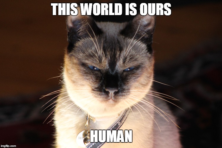 Cat Overlord | THIS WORLD IS OURS HUMAN | image tagged in evil cat | made w/ Imgflip meme maker