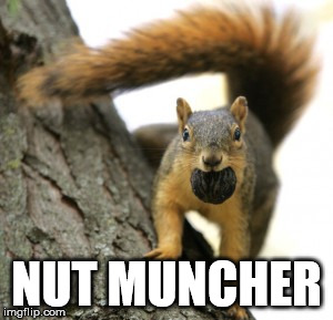 NUT MUNCHER | NUT MUNCHER | image tagged in squirrel | made w/ Imgflip meme maker