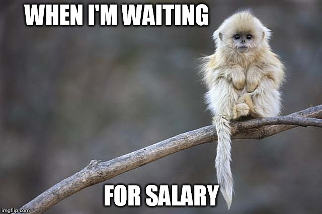 I'm dreaming of my salary | WHEN I'M WAITING FOR SALARY | image tagged in monkey,salary,so true memes,patience,i have a dream | made w/ Imgflip meme maker