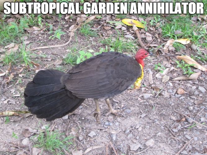 subtropical garden annihilator | SUBTROPICAL GARDEN ANNIHILATOR | image tagged in animals | made w/ Imgflip meme maker