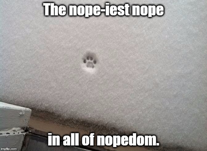 Nope | The nope-iest nope in all of nopedom. | image tagged in nope,snow,cat | made w/ Imgflip meme maker