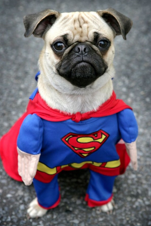 Hay dere pretty lady. Super pug is here to save you with derpyne Blank Meme Template