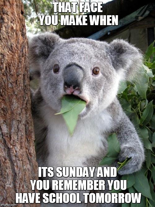 Surprised Koala Meme | THAT FACE YOU MAKE WHEN ITS SUNDAY AND YOU REMEMBER YOU HAVE SCHOOL TOMORROW | image tagged in memes,surprised koala | made w/ Imgflip meme maker