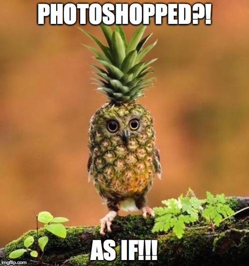 Whoo me? | PHOTOSHOPPED?! AS IF!!! | image tagged in owl,pineapple,pineapple express,photoshopped as if,photoshop | made w/ Imgflip meme maker