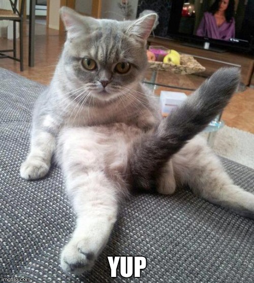 Sexy Cat | YUP | image tagged in memes,sexy cat | made w/ Imgflip meme maker