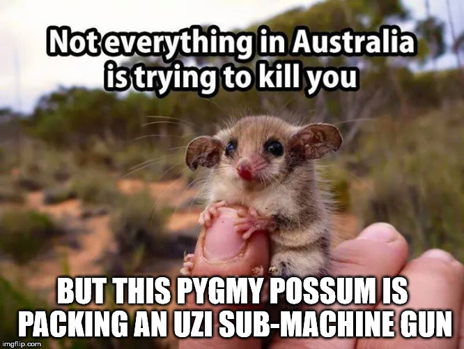 Australian Wildlife | BUT THIS PYGMY POSSUM IS PACKING AN UZI SUB-MACHINE GUN | image tagged in possum,uzi,deadly,cute | made w/ Imgflip meme maker