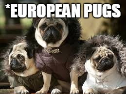 *EUROPEAN PUGS | image tagged in europe,pugs | made w/ Imgflip meme maker