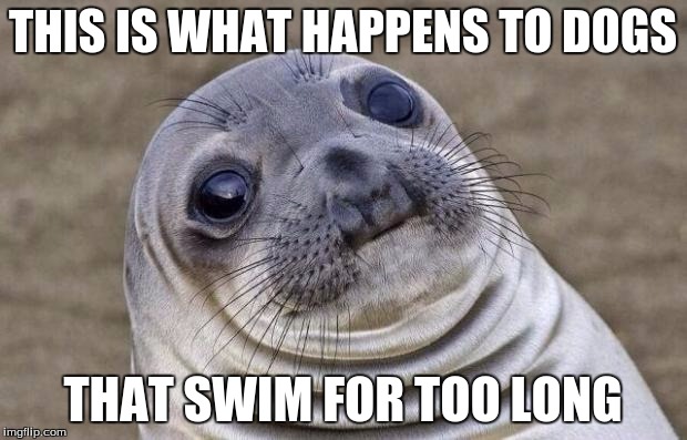 Awkward Moment Sealion Meme | THIS IS WHAT HAPPENS TO DOGS THAT SWIM FOR TOO LONG | image tagged in memes,awkward moment sealion | made w/ Imgflip meme maker