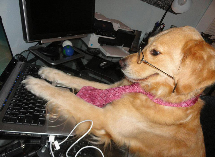 High Quality dog at the computer Blank Meme Template