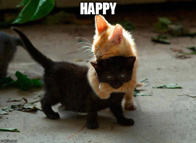 kitten hug | HAPPY | image tagged in kitten hug | made w/ Imgflip meme maker