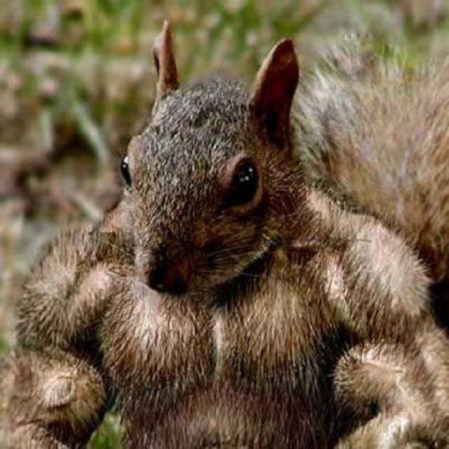 High Quality Bodybuilding Squirrel Blank Meme Template