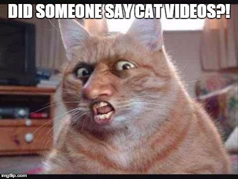 Furry | DID SOMEONE SAY CAT VIDEOS?! | image tagged in furry | made w/ Imgflip meme maker