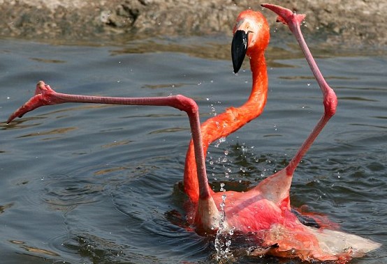 FlamingoLegs Blank Meme Template