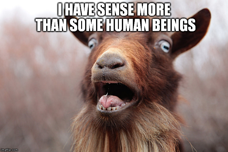 Sense of a goat | I HAVE SENSE MORE THAN SOME HUMAN BEINGS | image tagged in commonsense | made w/ Imgflip meme maker
