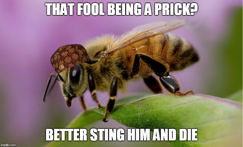Don't question bee logic! | THAT FOOL BEING A PRICK? BETTER STING HIM AND DIE | image tagged in memes | made w/ Imgflip meme maker