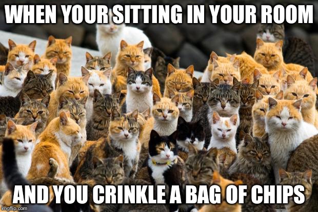 Judgey Cats | WHEN YOUR SITTING IN YOUR ROOM AND YOU CRINKLE A BAG OF CHIPS | image tagged in judgey cats | made w/ Imgflip meme maker