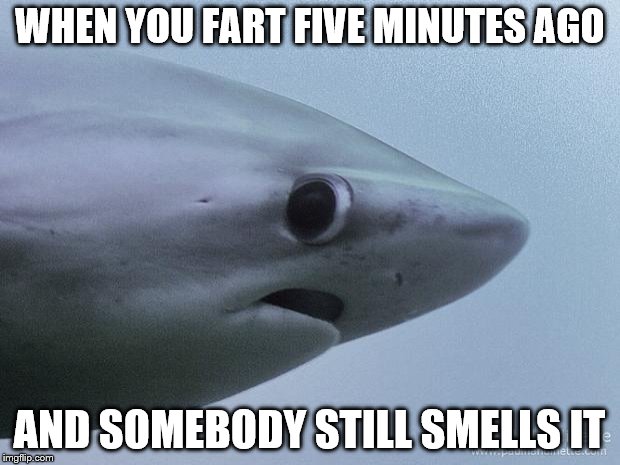 Awkward Shark | WHEN YOU FART FIVE MINUTES AGO AND SOMEBODY STILL SMELLS IT | image tagged in awkward shark | made w/ Imgflip meme maker
