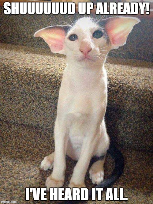 Bat Cat or Yoda Cat? You decide. | SHUUUUUUD UP ALREADY! I'VE HEARD IT ALL. | image tagged in batman,yoda,cat,sad cat,big ears | made w/ Imgflip meme maker