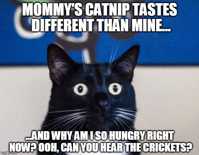 Stoner Cat | MOMMY'S CATNIP TASTES DIFFERENT THAN MINE... ...AND WHY AM I SO HUNGRY RIGHT NOW? OOH, CAN YOU HEAR THE CRICKETS? | image tagged in humor,drugs | made w/ Imgflip meme maker