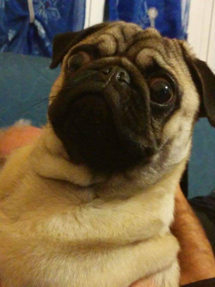 High Quality scaredpug Blank Meme Template